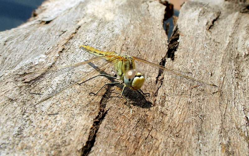 Sympetrum fonscolombii